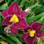 Hemerocallis Noble Lord